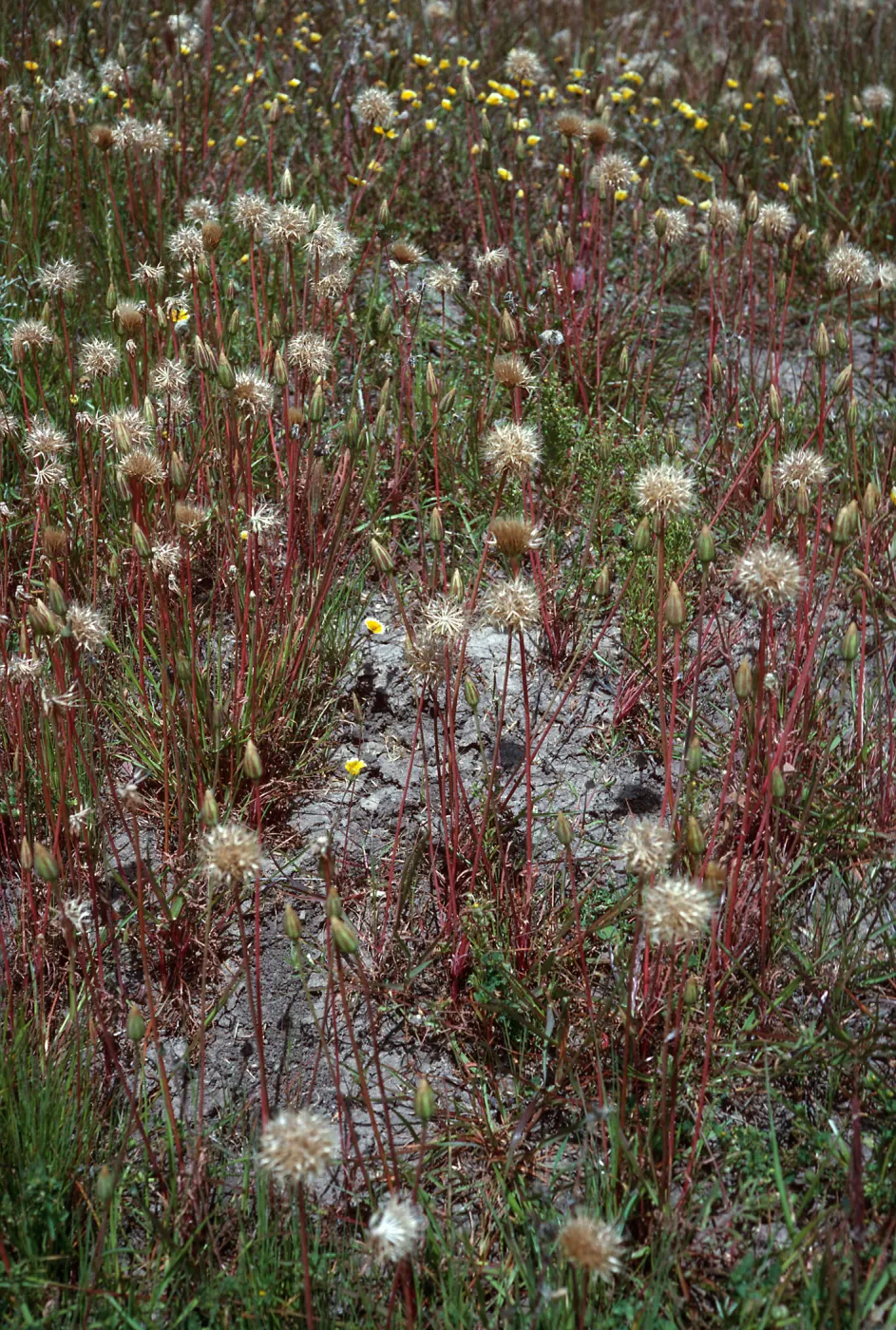 Microseris heterocarpa, East end of Fraser Point Road, Santa Cruz Island