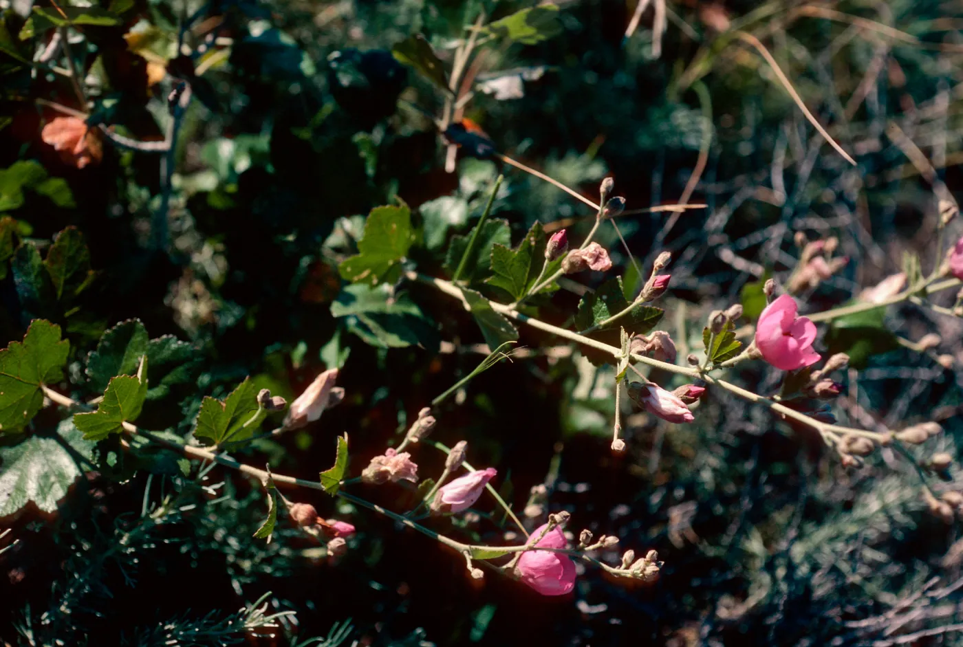 Malacothamnus, Christy Ranch, Santa Cruz Island