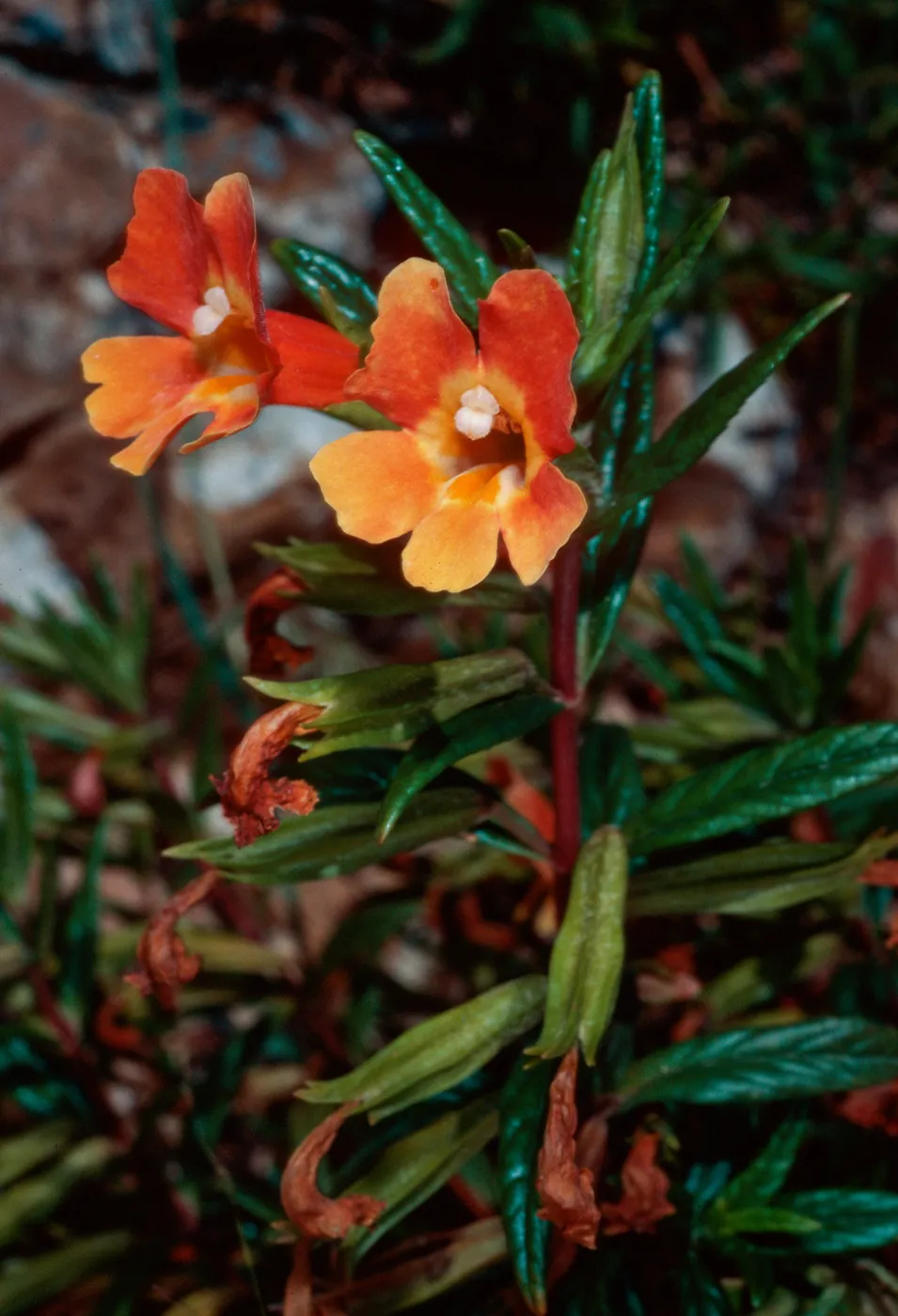 Mimulus flemingii x longiflorus, CaÃ±ada Larga, Santa Cruz Island