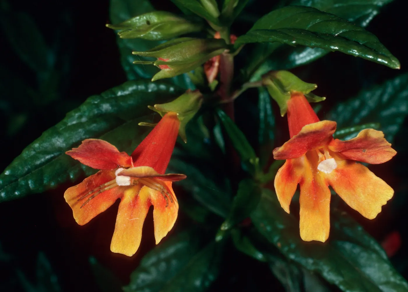 Mimulus longiflorus x flemingii, road from South ridge to airport, Santa Cruz Island