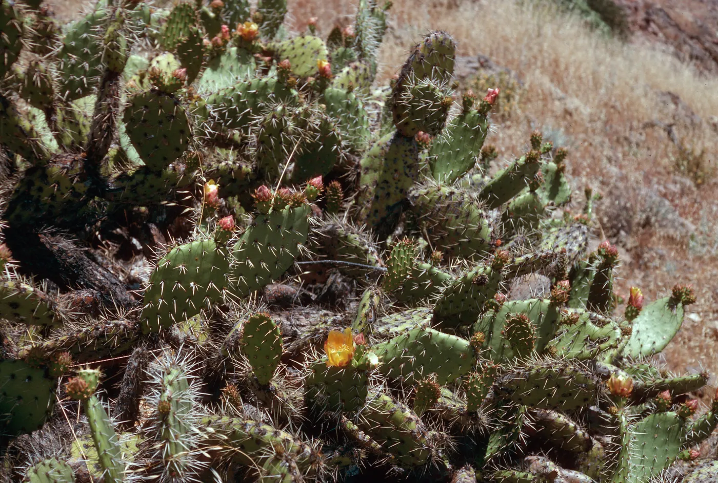 Opuntia littoralis, ridge, East of Cottonwood Canyon, Santa Cruz Island