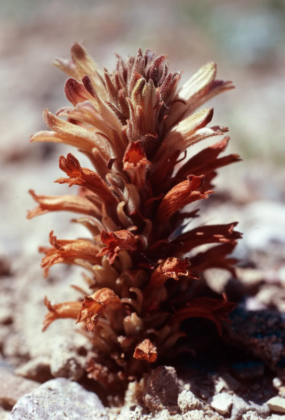 Orobanche parishii brachylosa, Christi Beach, Santa Cruz Island