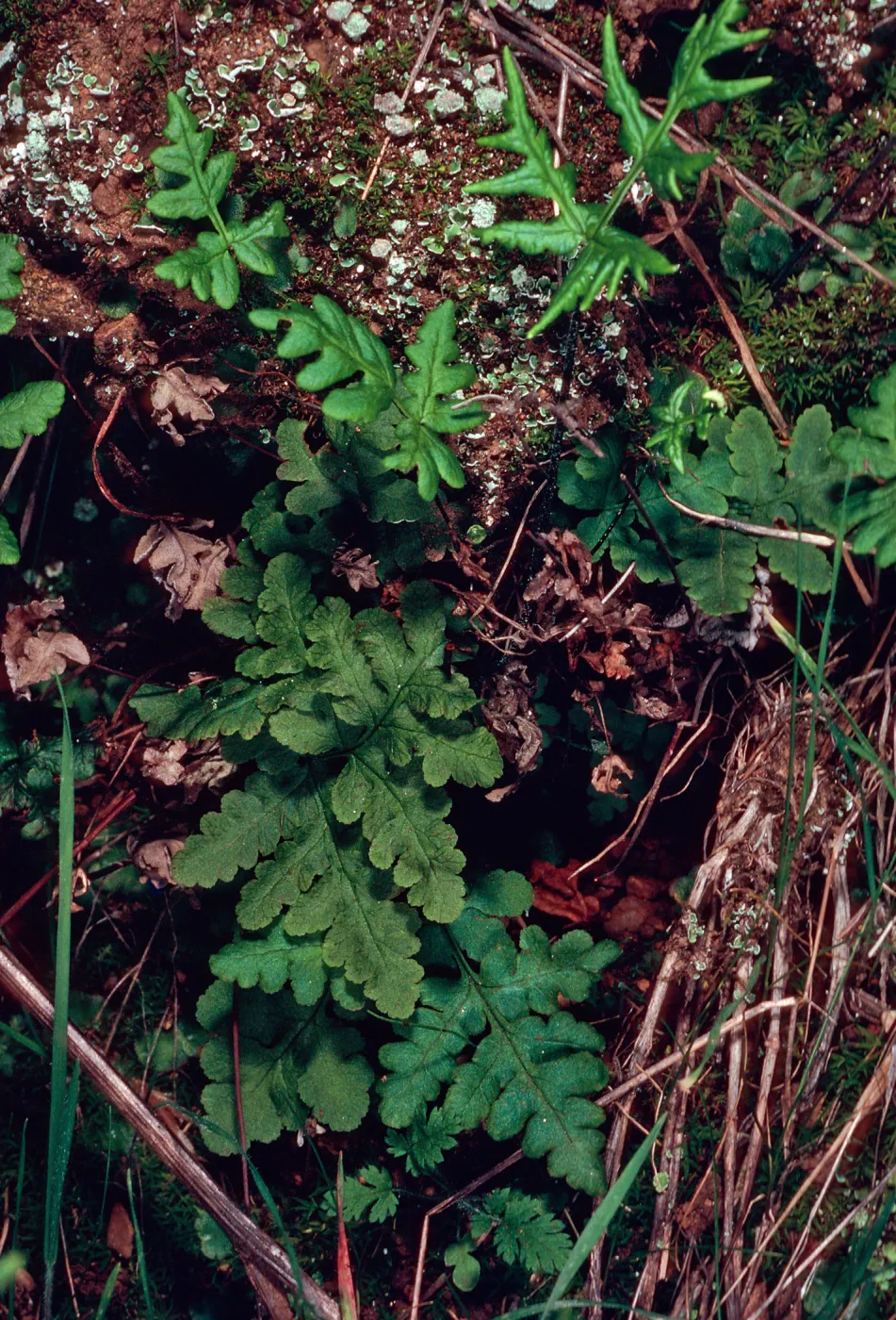 Pityrogramma triangularis, just West of Lyndals House, Santa Cruz Island