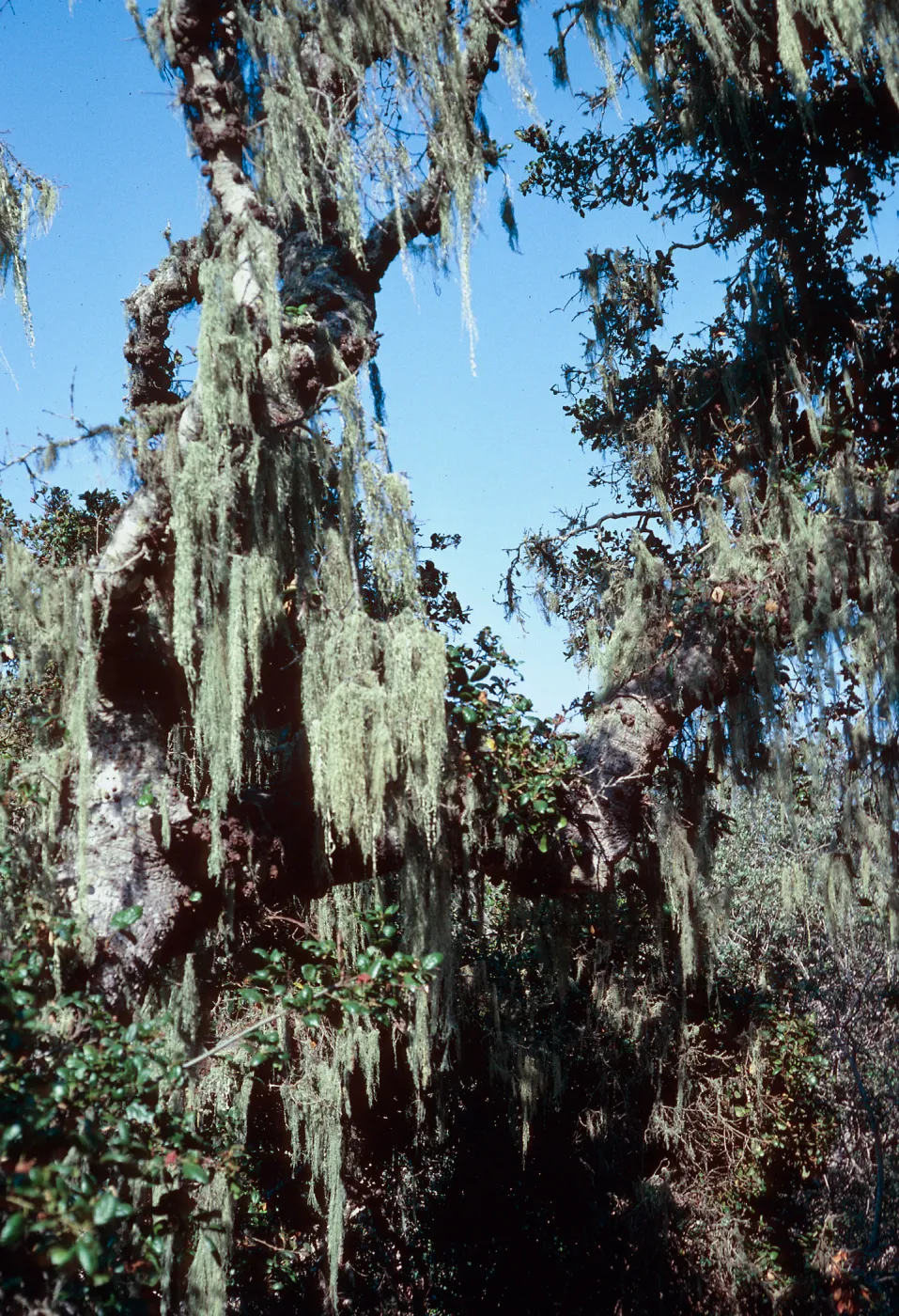 Ramalina, East of Campo Raton, Santa Cruz Island