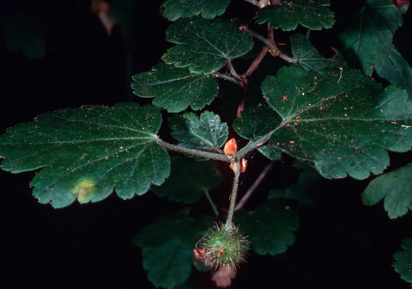 Ribes thacherianum, Campo Raton, Santa Cruz Island