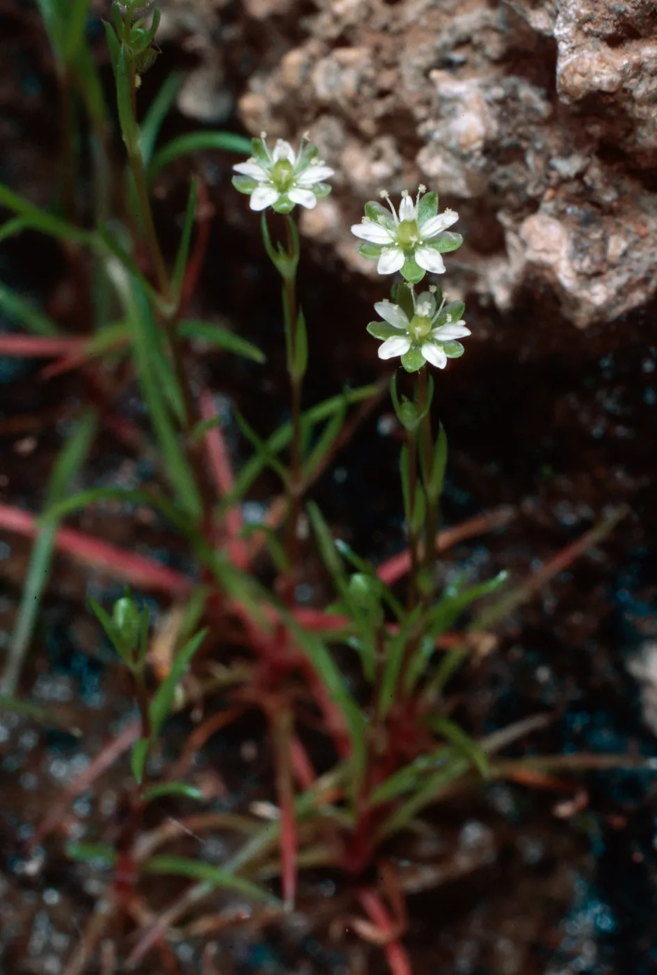 Sagina occidentalis, upper West fork of Orizaba Canyon, Santa Cruz Island