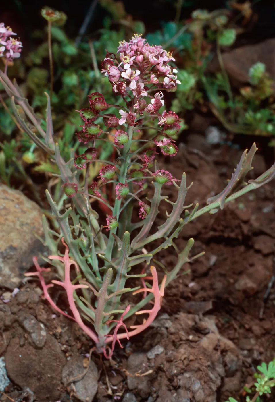 Thysanocarpus conchuliferus, upper West fork of Orizaba Canyon, Santa Cruz Island