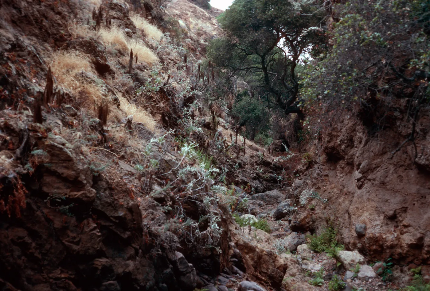 Tinkers Canyon, Santa Cruz Island
