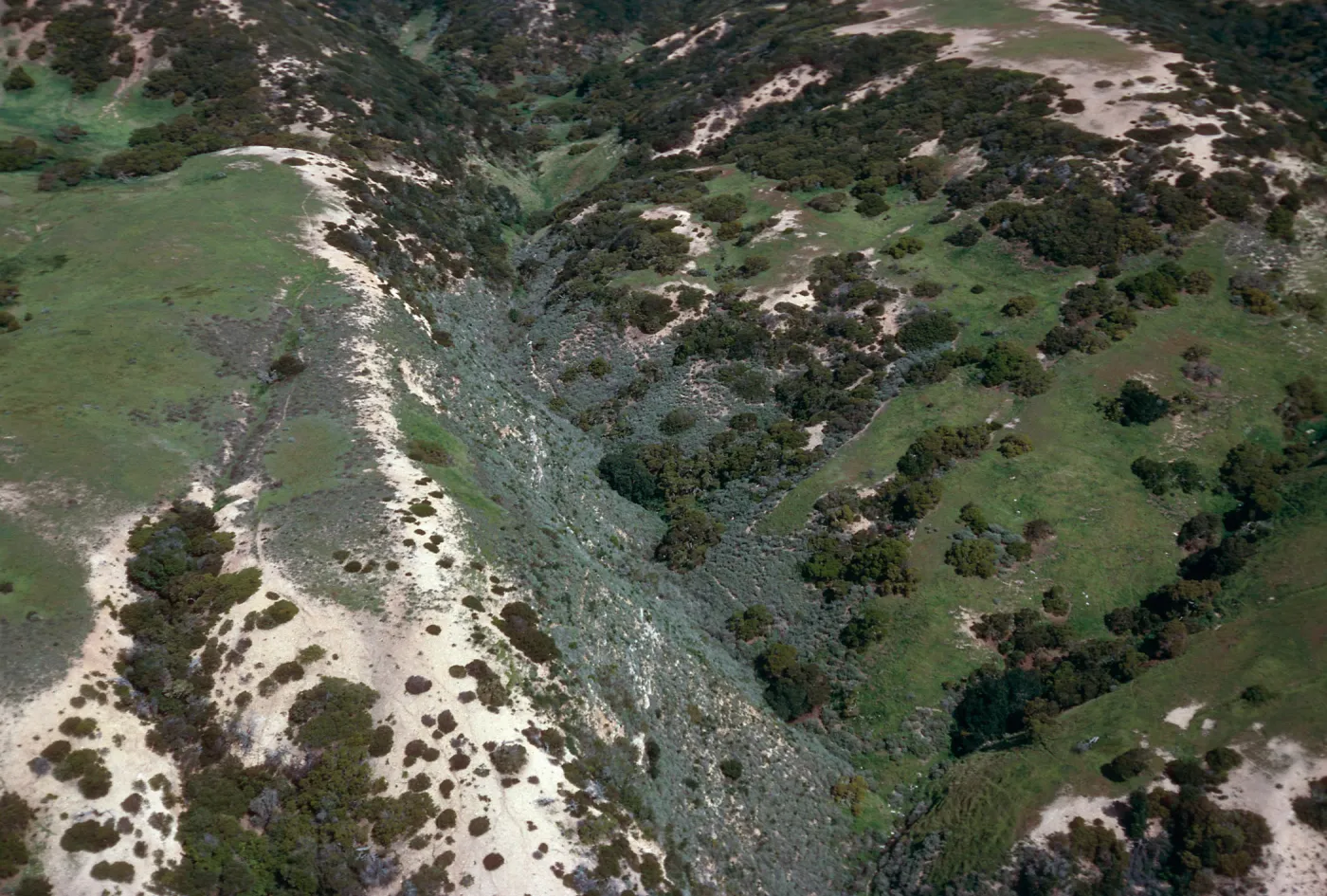 vegetation patterns, South side, just West of The Nature Conservancy/Gherini boundary, Santa Cruz Island