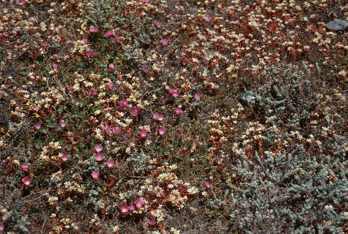 Dudleya nesiotica, Sidalcea, Fraser Point, Santa Cruz Island