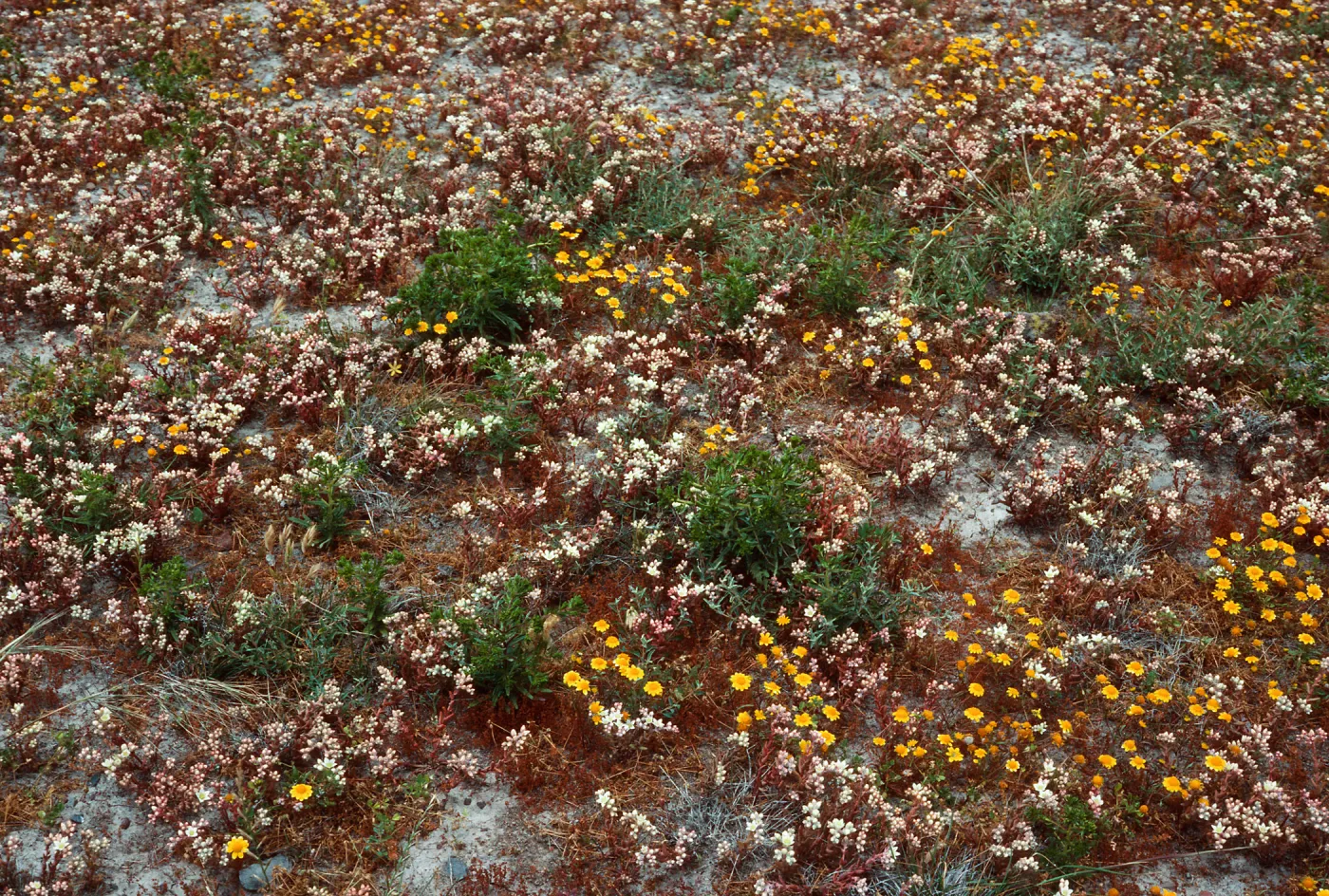 Dudleya nesiotica, Lasthenia, Forneys Cove, Santa Cruz Island
