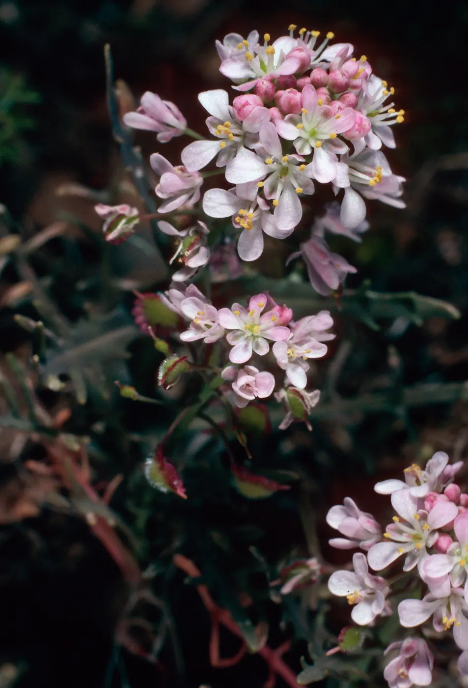 Thysanocarpus conchuliferus, three-quarter mile West of Picacho Diablo, Santa Cruz Island