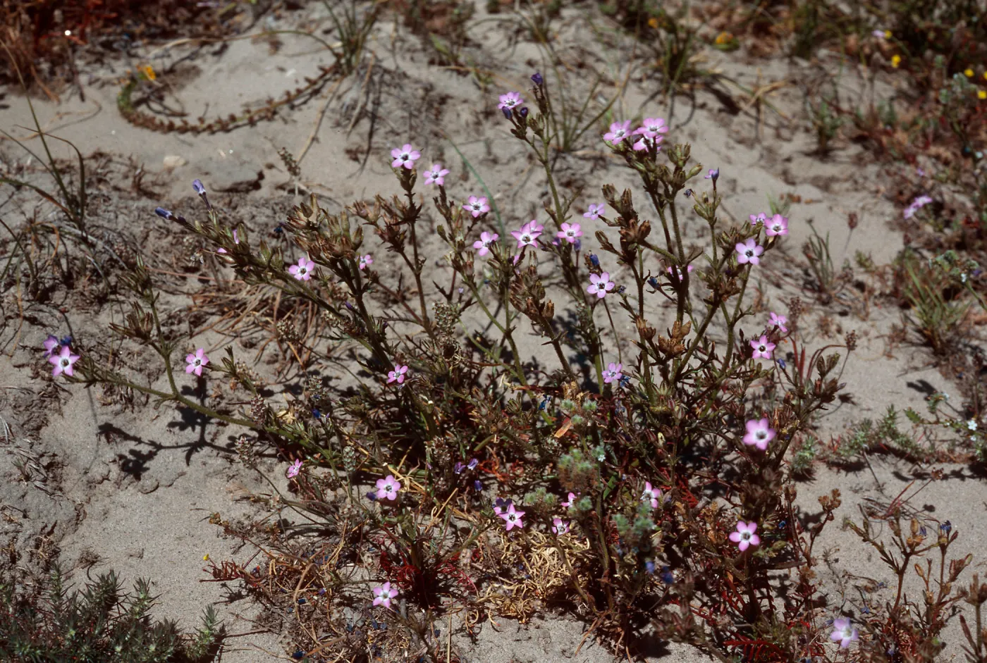 Gilia tenuiflora hoffmannii, SR-417, South of Old Ranch House Canyon, Santa Rosa Island