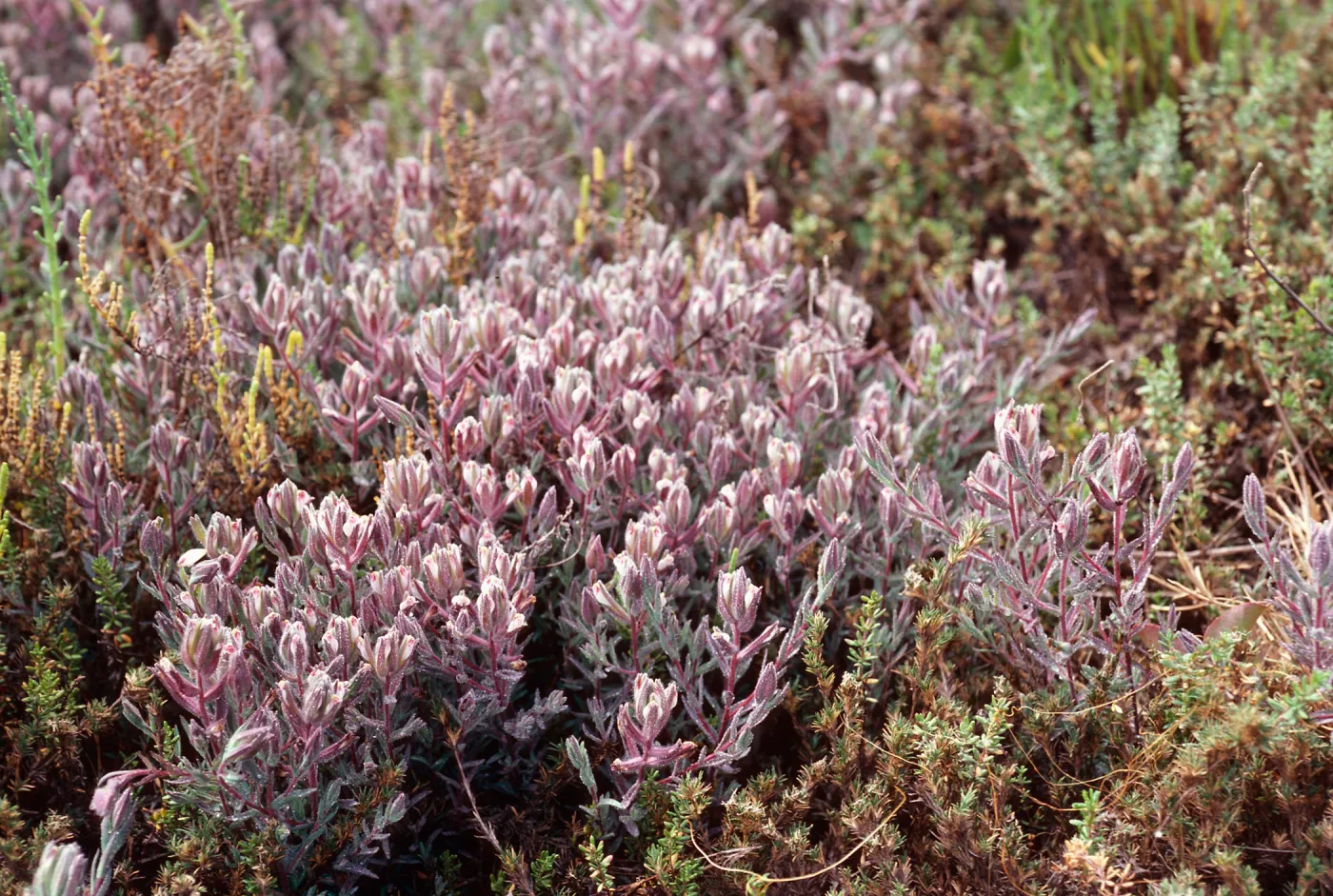 Cordylanthus maritimus, Carpinteria Salt Marsh, Santa Barbara County