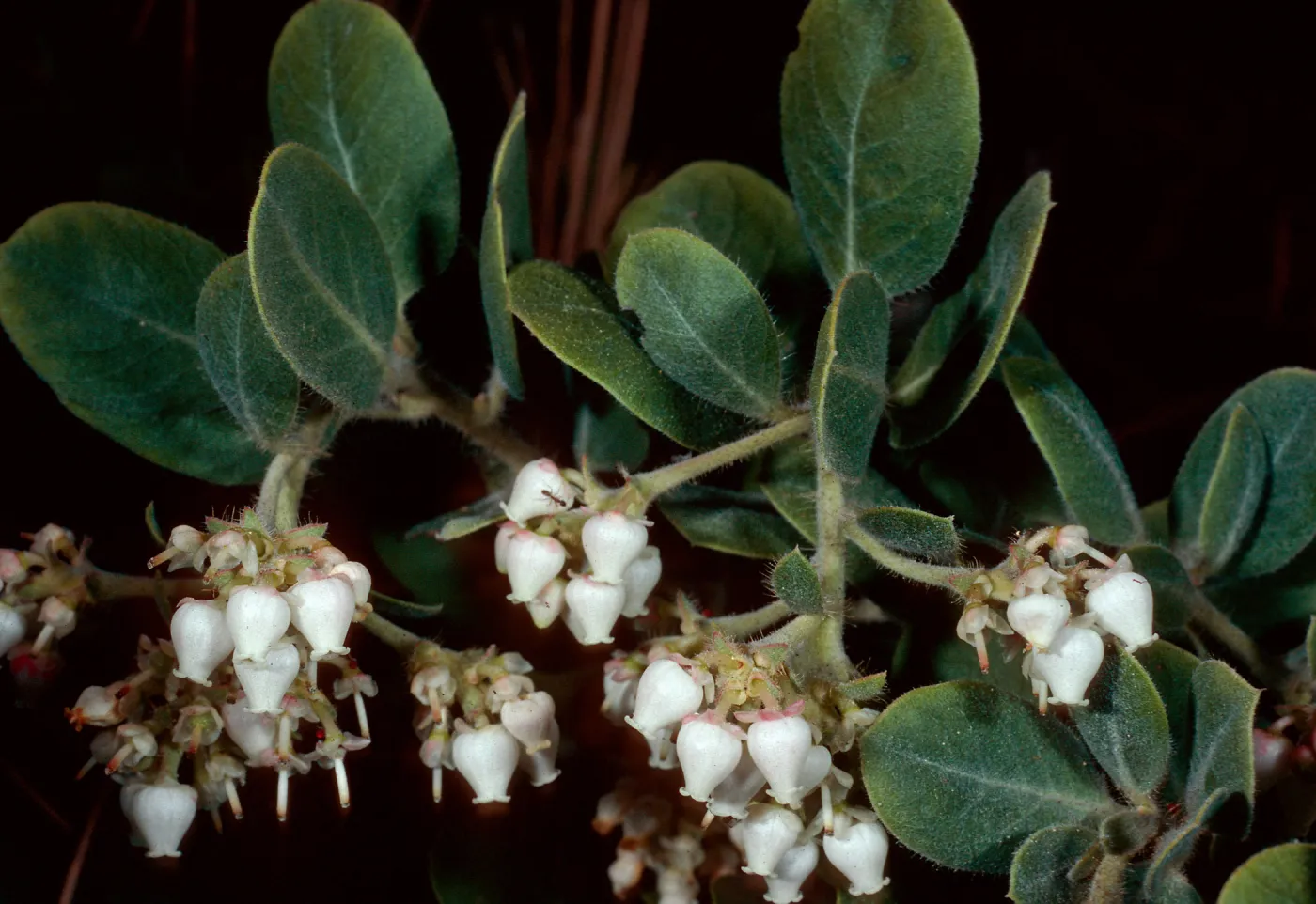 Arctostaphylos confertiflora, Santa Barbara Botanic Garden
