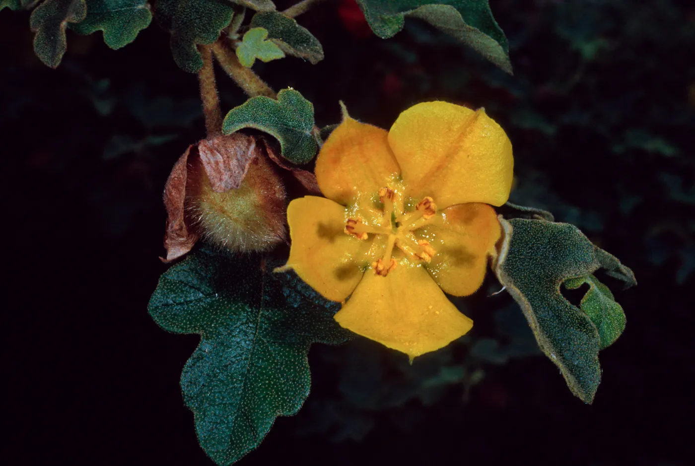 Fremontodendron californicum