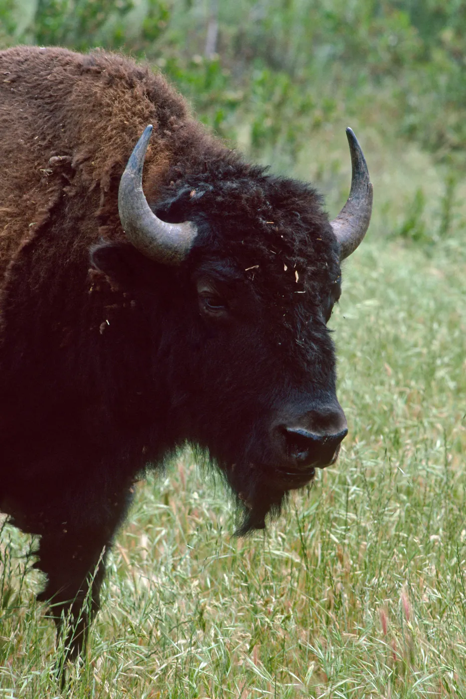 bison, Cottonwood Canyon, Catalina Island