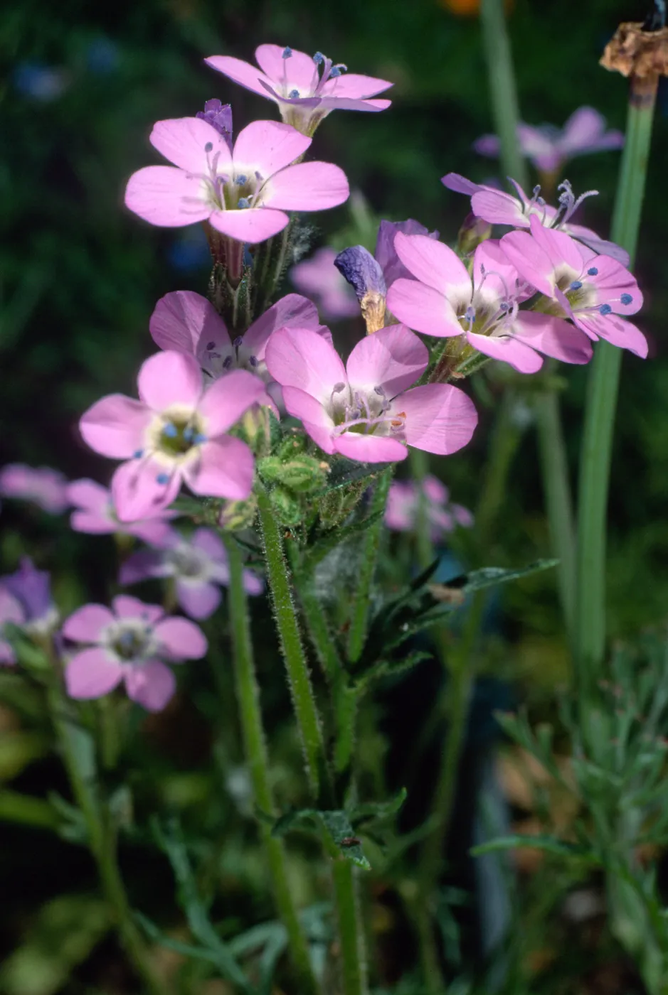 Gilia tenuiflora hoffmannii, Santa Barbara Botanic Garden
