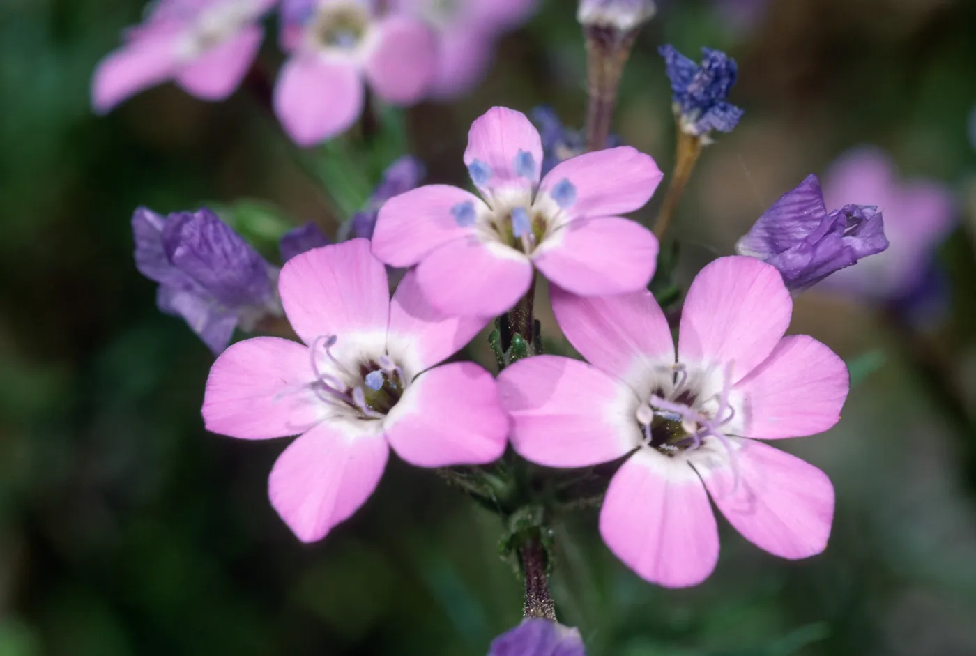 Gilia tenuiflora hoffmannii, Santa Barbara Botanic Garden