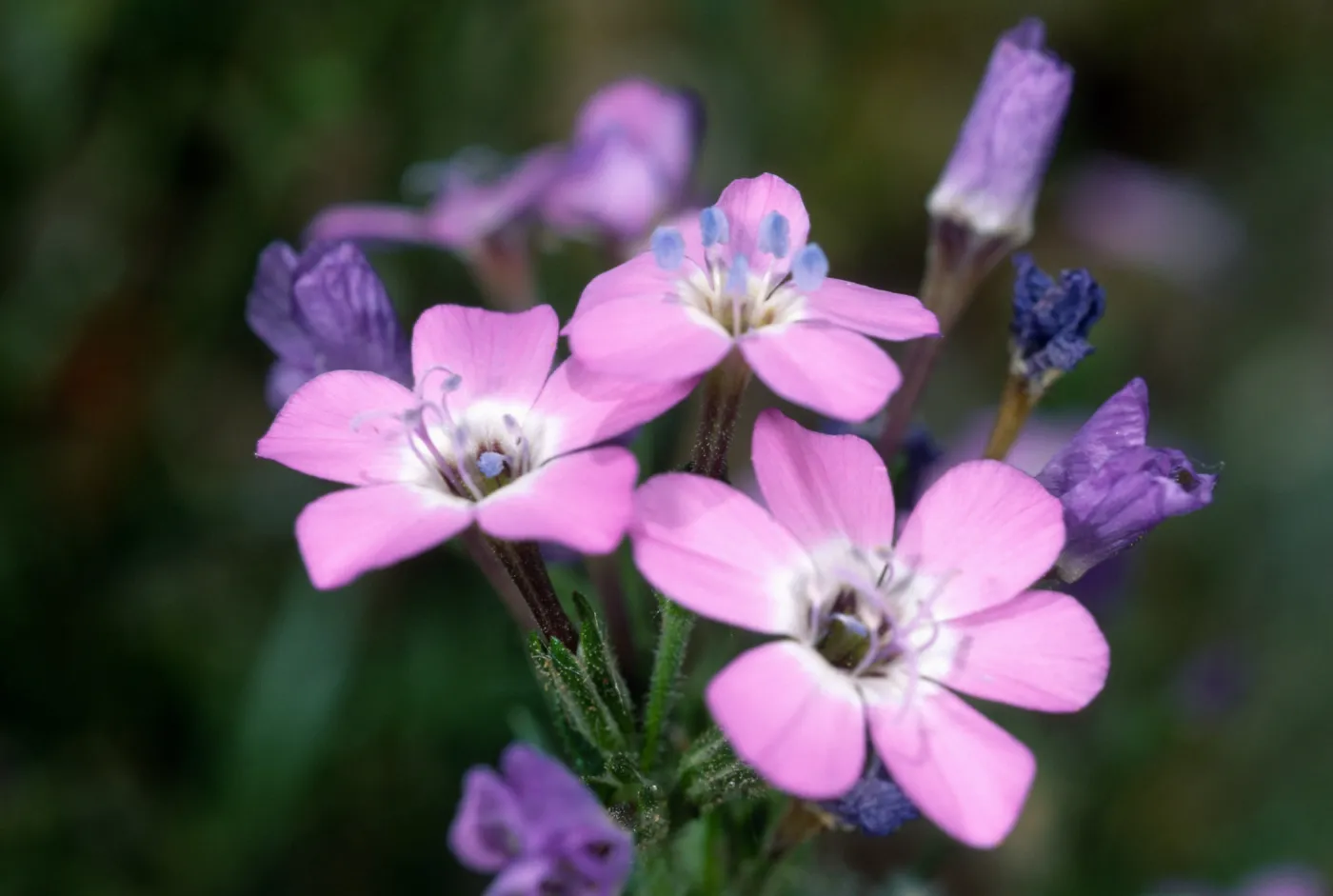 Gilia tenuiflora hoffmannii, Santa Barbara Botanic Garden
