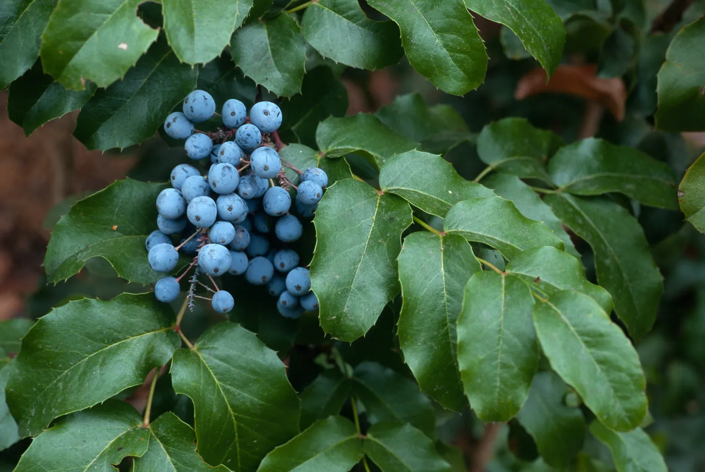 Mahonia pinnata insularis (=Berberis), Arroyo Section, Santa Barbara Botanic Garden