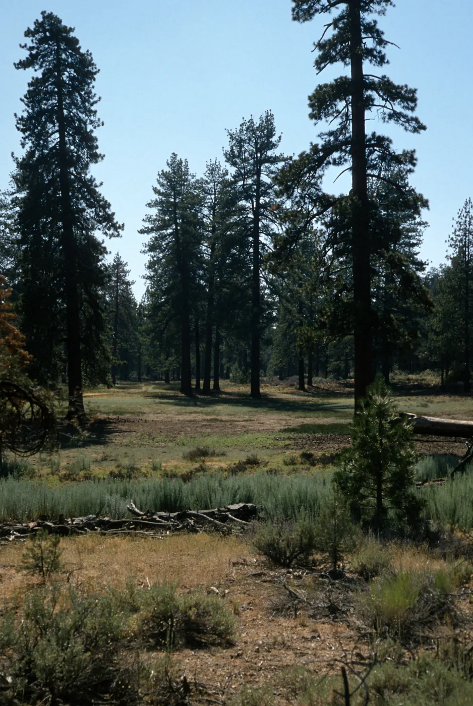 Yellowjacket Meadow, Yellowjacket Campground