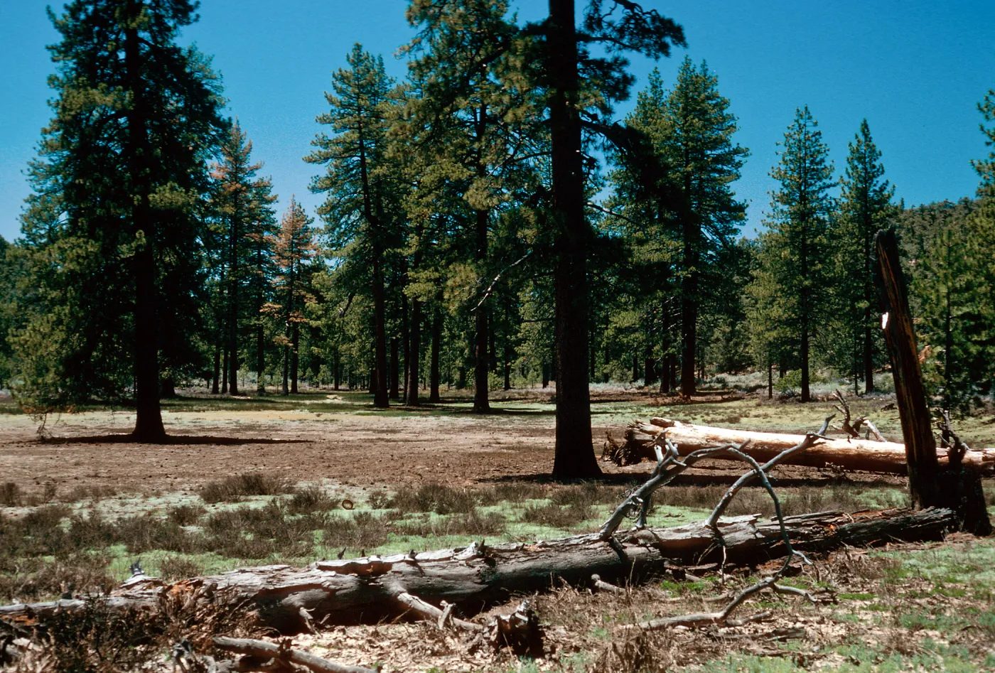meadow #2, looking west, Yellowjacket Campground