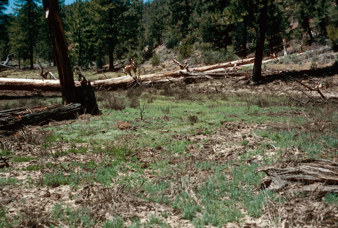 meadow #2, Northeast end, Yellowjacket Campground