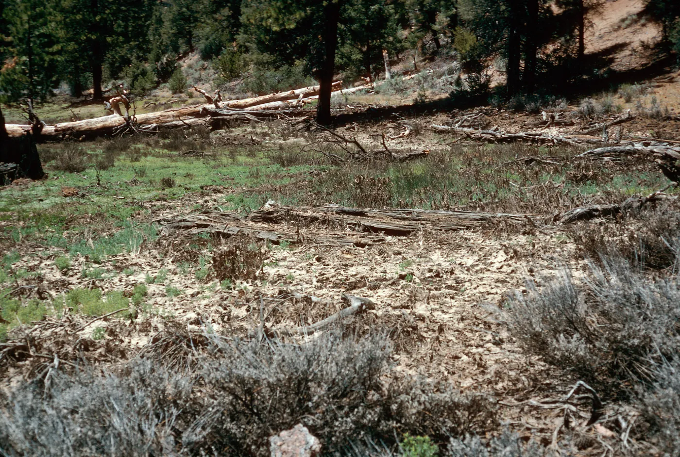 meadow #2, Northeast end, Yellowjacket Campground