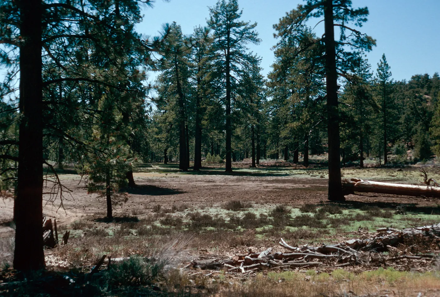 meadow #2, Yellowjacket Campground