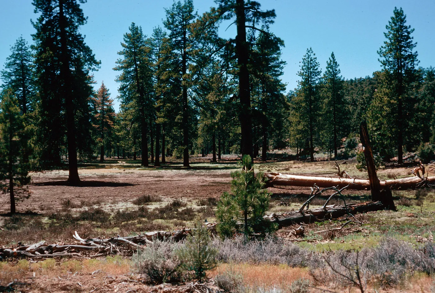 meadow #2, Yellowjacket Campground
