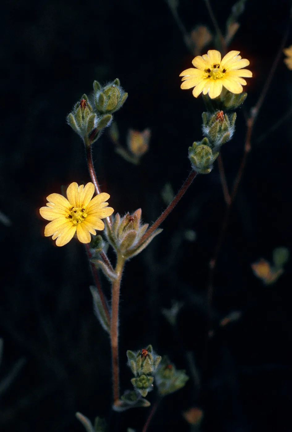 Lagophylla ramosissima, meadow #1, Yellowjacket Campground