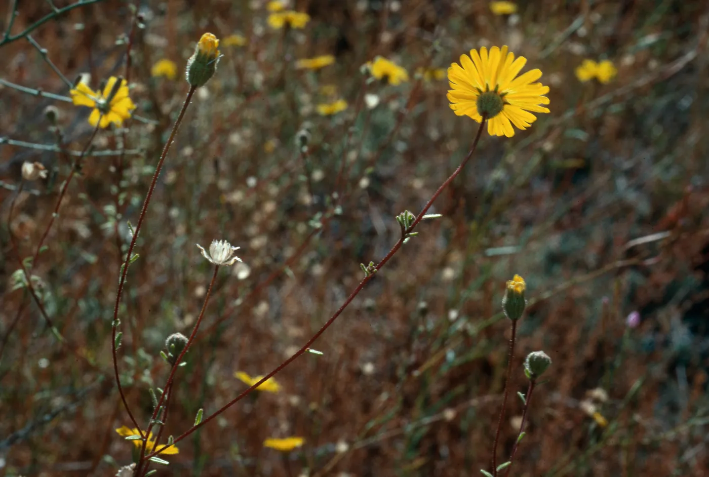 Madia elegans wheeleri, meadow #1, Yellowjacket Campground