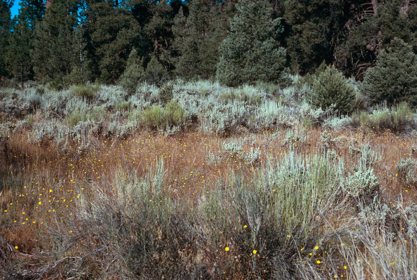 Madia elegans in sagebrush, meadow #1, Yellowjacket Campground