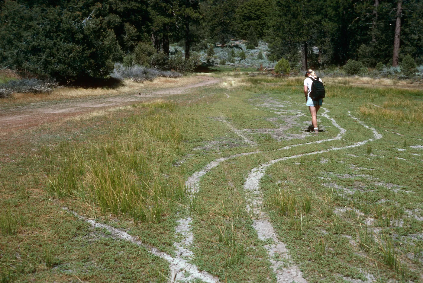 OHV damage, looking East, East end of meadow #1, Yellowjacket Campground