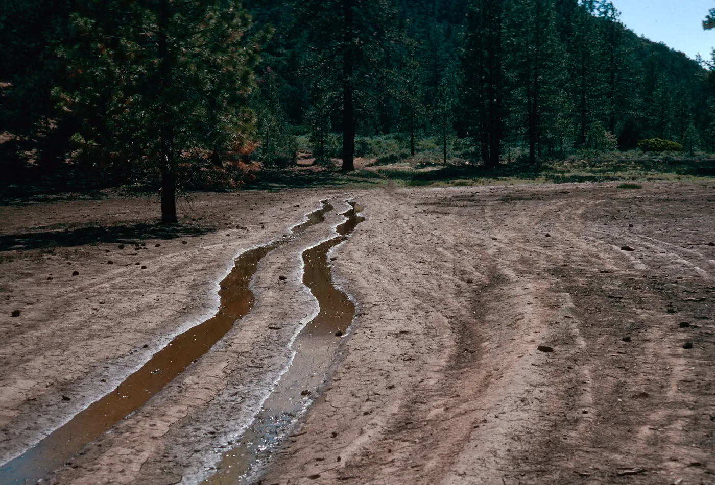 OHV damage, West end of meadow #2, looking West, Yellowjacket Campground