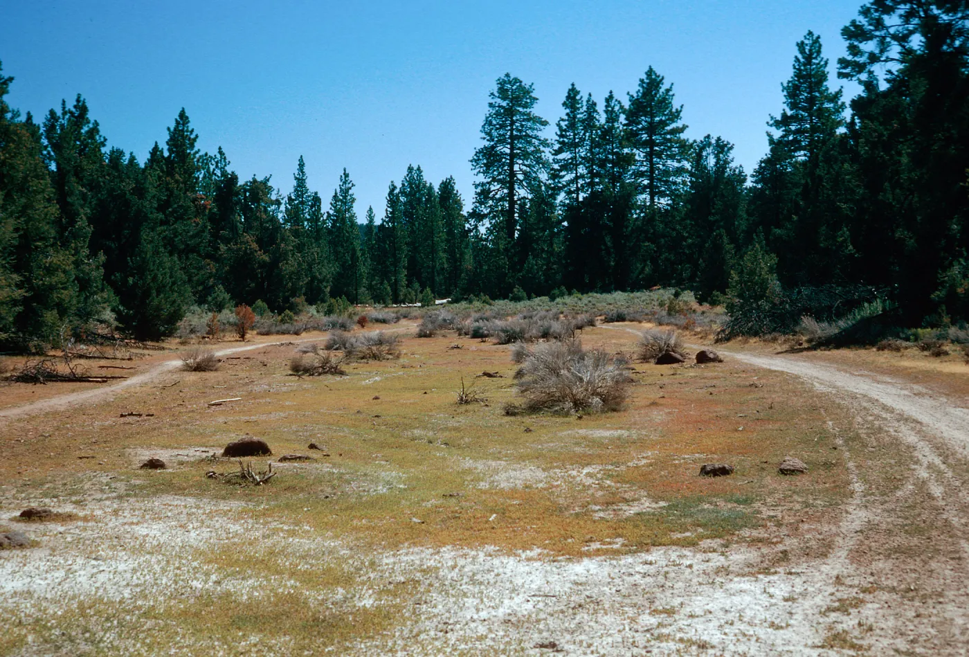 meadow #1, looking West, Yellowjacket Campground