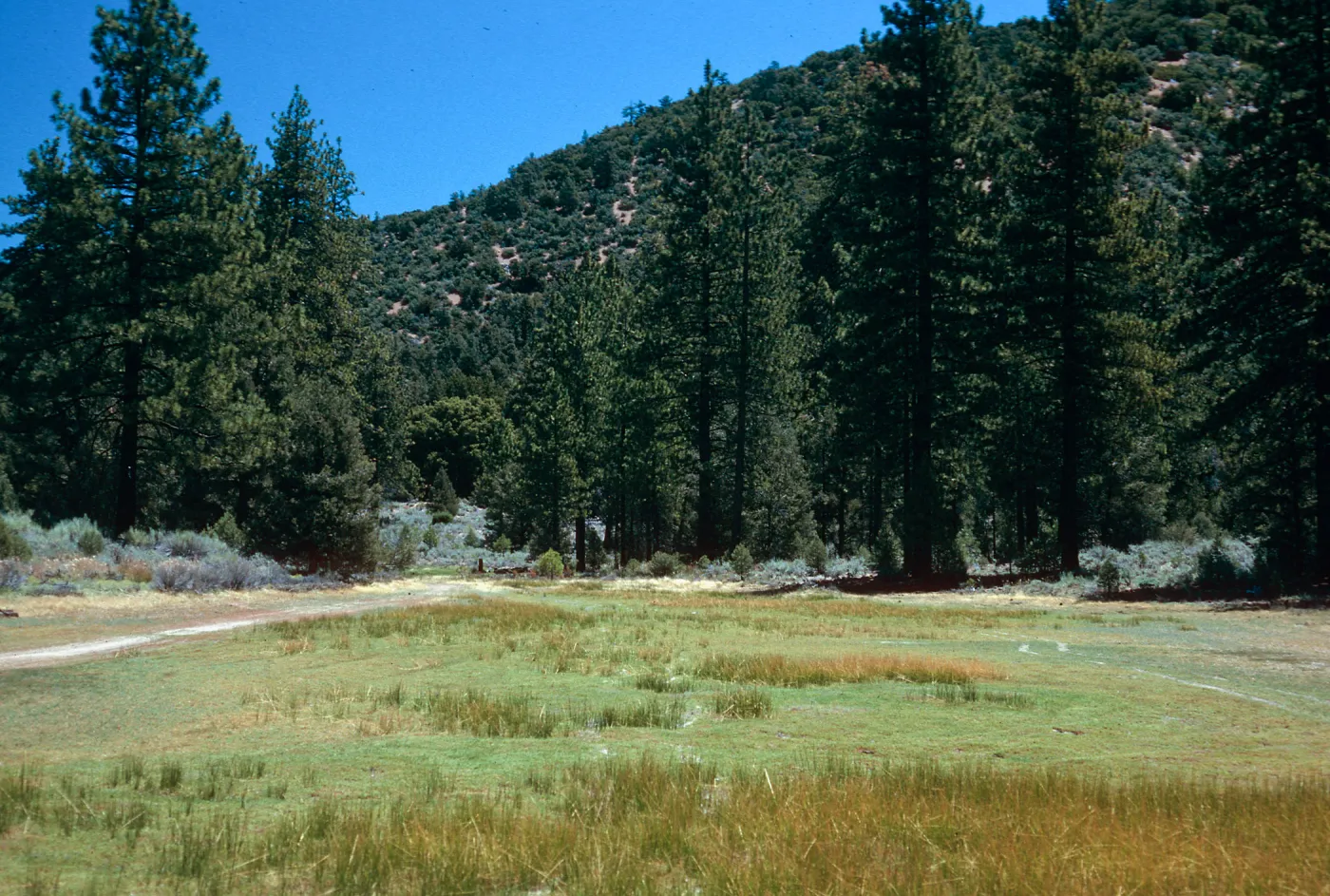 Eleocharis, meadow #1, looking East, Yellowjacket Campground