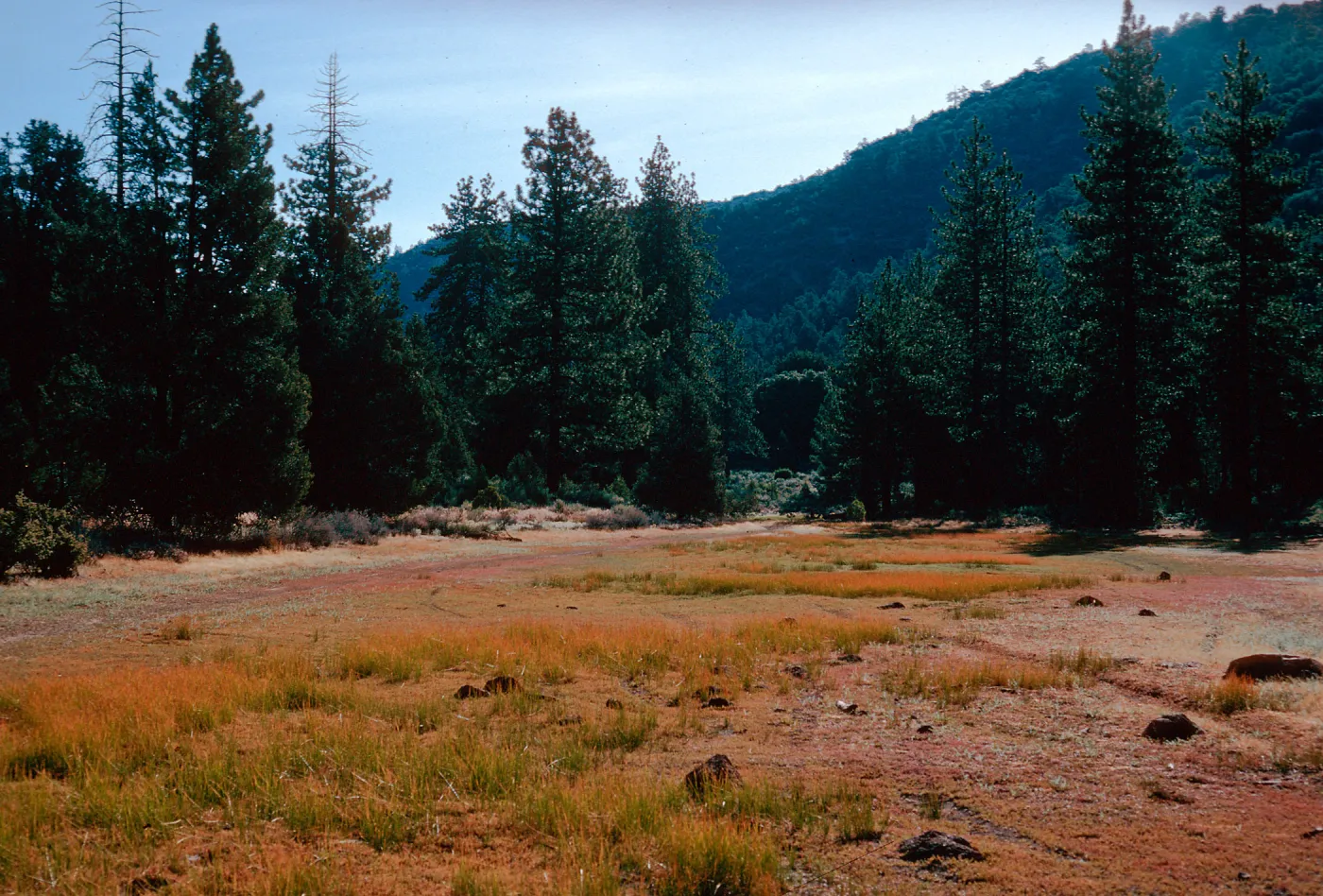 meadow #1, East end, looking East, Yellowjacket Campground
