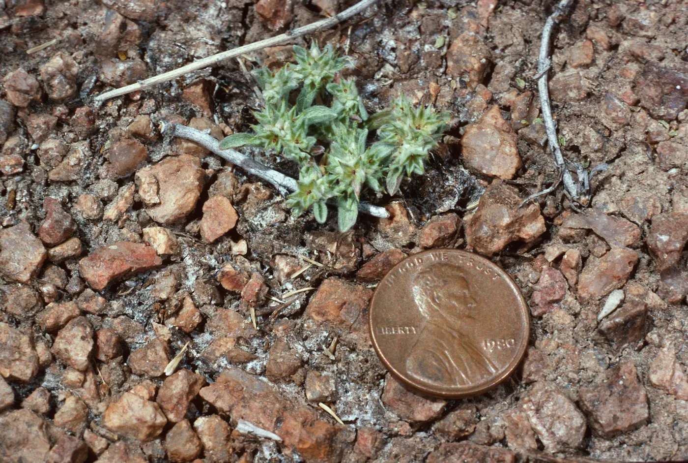 Evax, meadow #1, Yellowjacket Campground