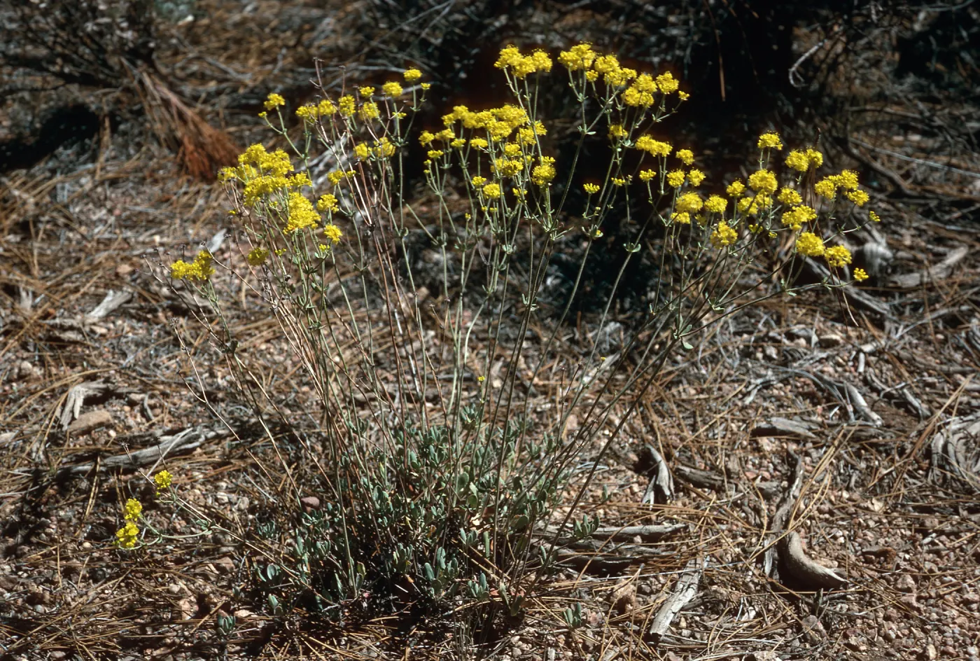 Eriogonum umbellatum, meadow #1, Yellowjacket Campground