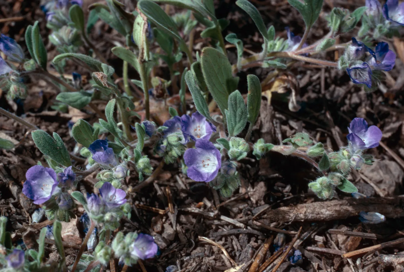 Phacelia, meadow #1, Yellowjacket Campground