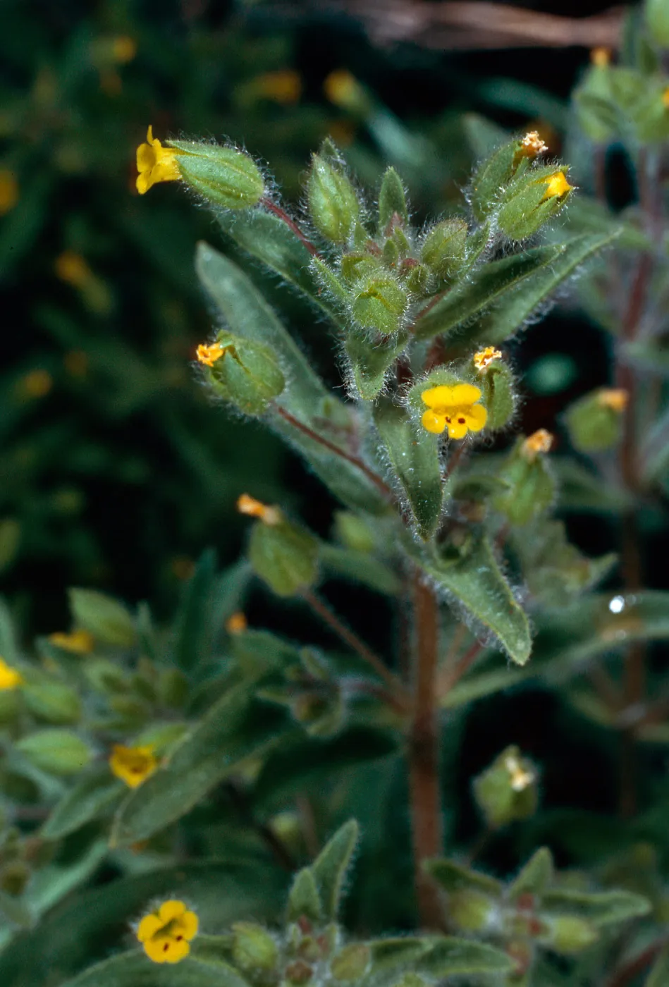 Mimulus pilosus, meadow #1, Yellowjacket Campground