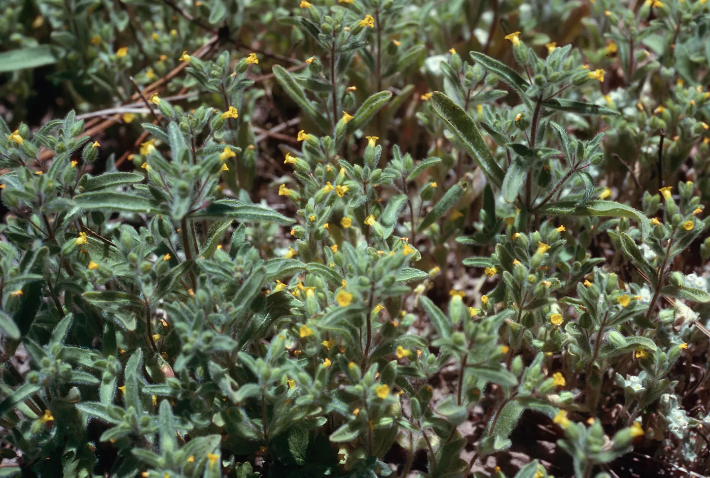 Mimulus pilosus, Northeast end, meadow #2, Yellowjacket Campground