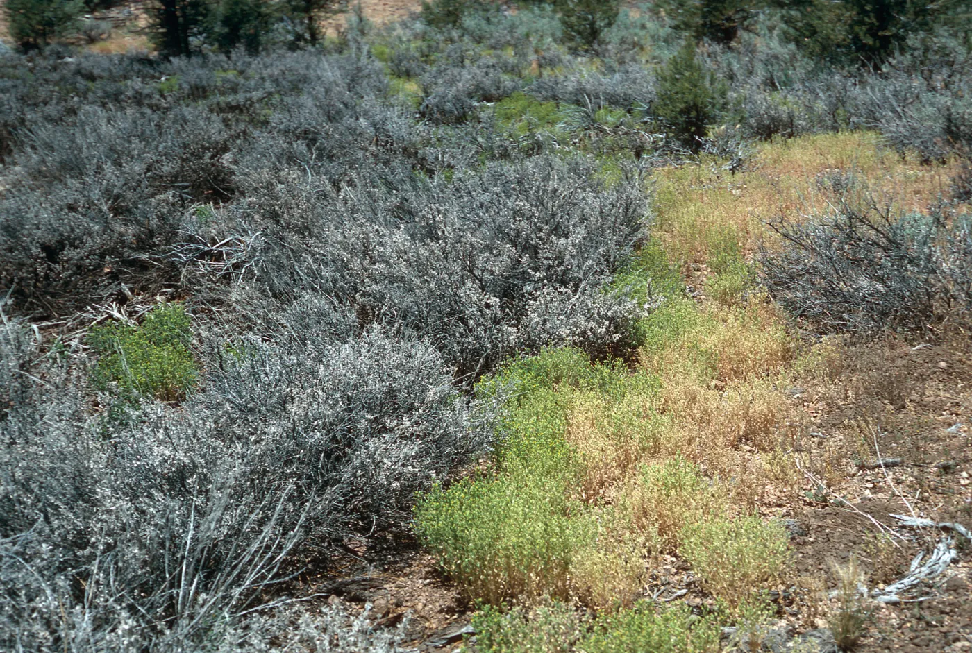 Mimulus pilosus, Norheast end @ high water edge, meadow #2, Yellowjacket Campground