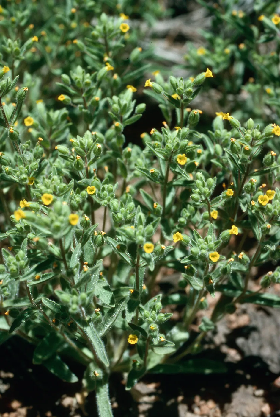 Mimulus pilosus, meadow #2, Yellowjacket Campground