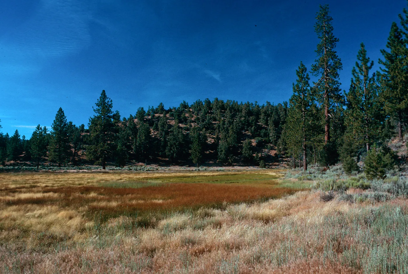 brown= Eleocharis, looking East, meadow #3, Yellowjacket Campground