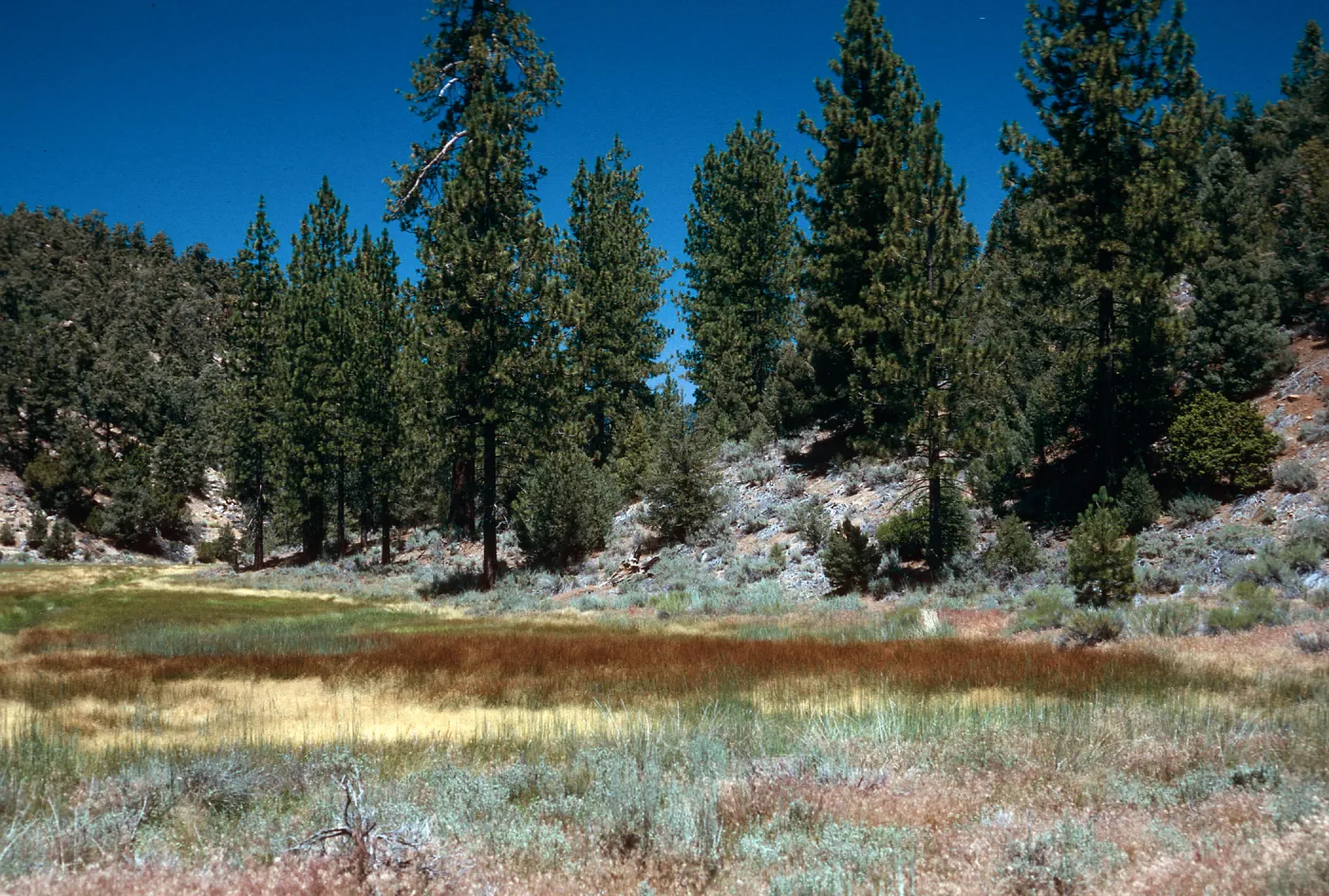 brown= Eleocharis, looking East, meadow #3, Yellowjacket Campground