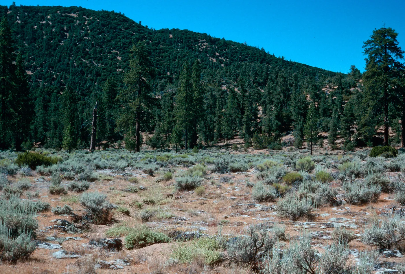 North arm of meadow #3, Yellowjacket Campground