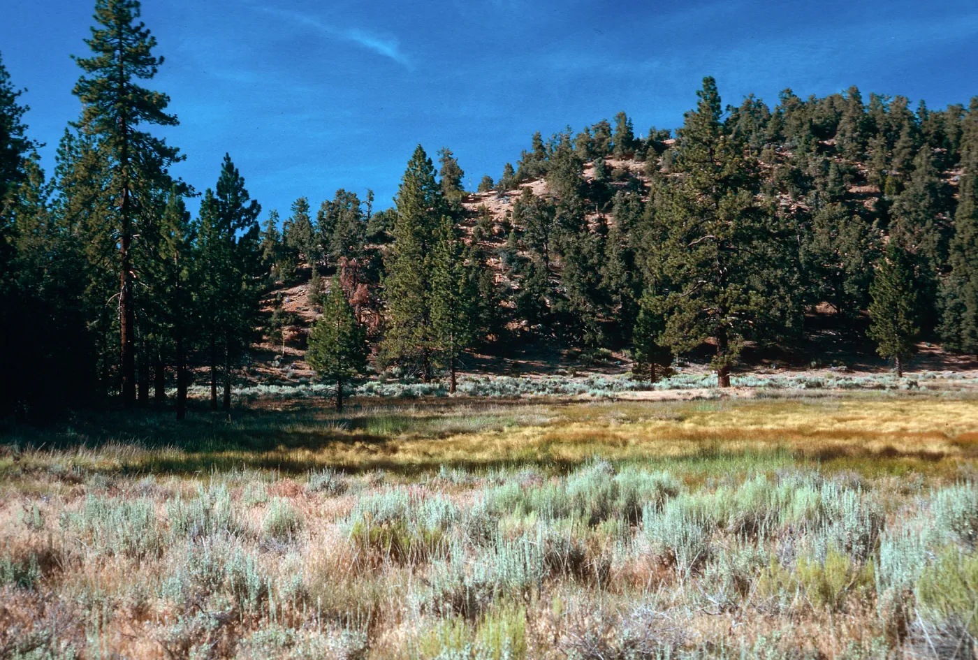 West end of meadow #3, looking North, Yellowjacket Campground